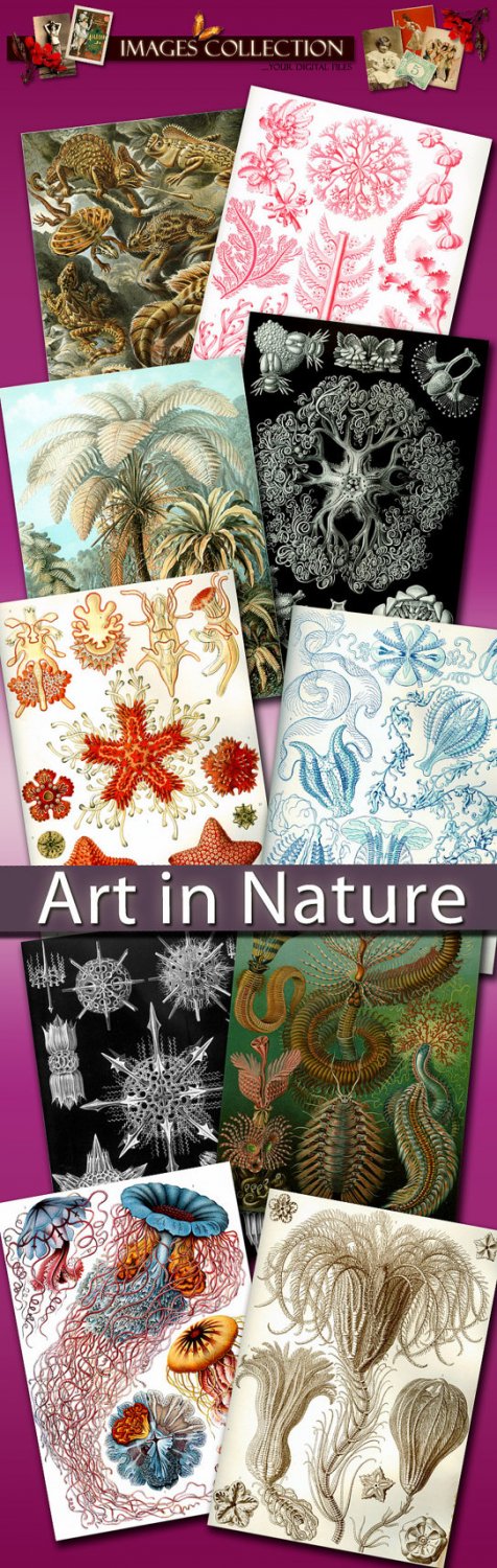Digital collection Art in Nature by Ernst Haeckel - zoology biology cards