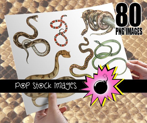 Snakes Digital Image Collection