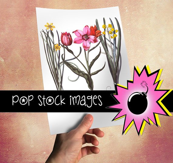 TULIP & DAFFODIL BULBS - vintage print