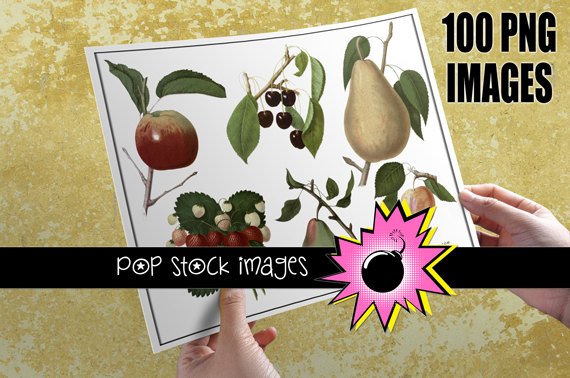 Vintage Fruit Img. Antique Fruit Img. Clipart