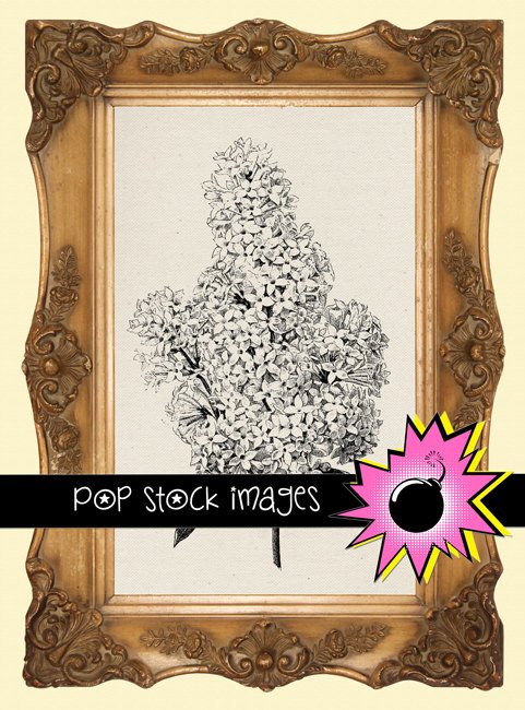 Lilac Bloom Digital Image Transfer-Lilac print for TotesLinens Shirts print Lilac Illustration
