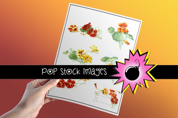 Nasturtiums Digital Floral Img.