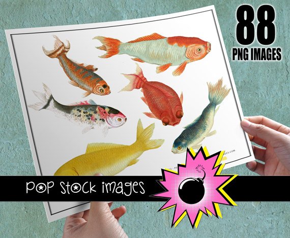 Koi Fish Digital Image Collection-Goldfish & Koi Digital Img.-Digital Scrapbooking Koi Img.-