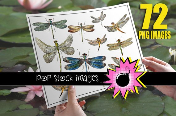 Dragonfly Digital Image Collection