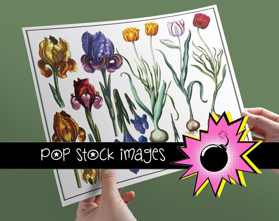 TULIP & IRIS Digital Img. Collage Sheet