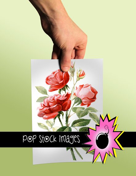 Vintage BOTANICAL ROSES Digital Graphic Printable - Large Digital Image of