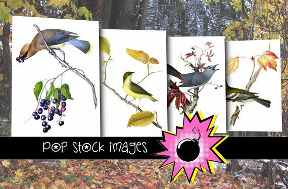 Birds on a Branch Digital Image Collection