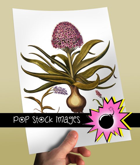 PINK HYACINTH vintage print