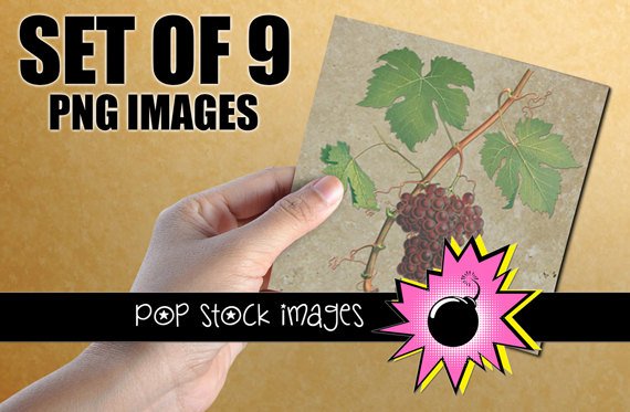 TUSCAN GRAPES