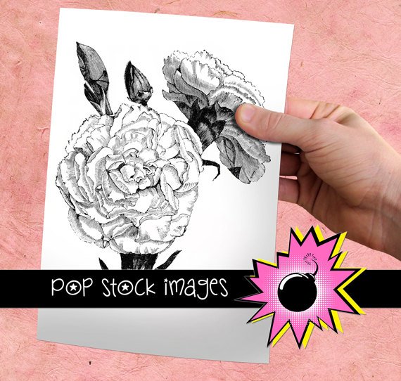 Carnation Bloom Digital Image Transfer-Carnations print for TotesLinens Shirts print Carnations
