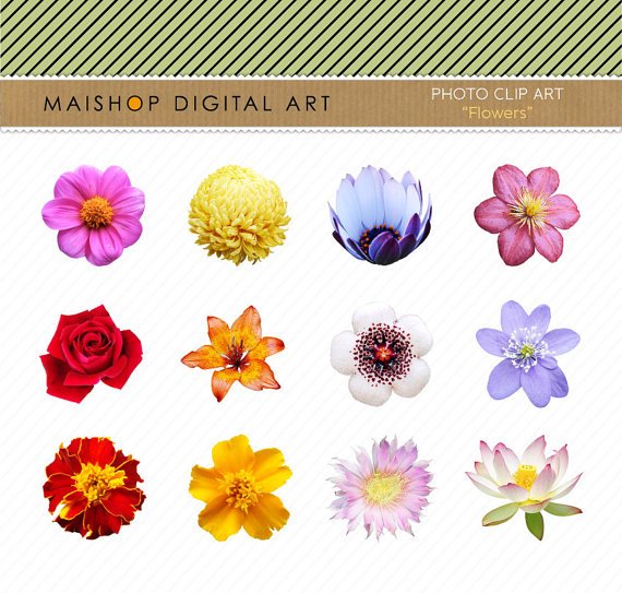 Flowers Clip Art Collage Sheet Flowers Img. for Digital ScrapbookingcardsCollagesCraftsPrints