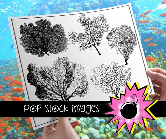 Sea Fan-Coral-Sea Fan Art Silhouettes-Create Sea Fan Art Decor-Set of Large Sea Fan PNG Img.-