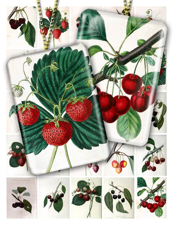 Collage BERRIES-01 vintage print
