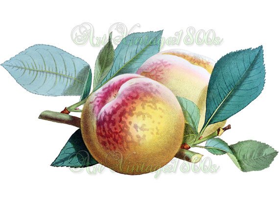 JUICY FRUIT-003 Princess of Wales Peach vintage print