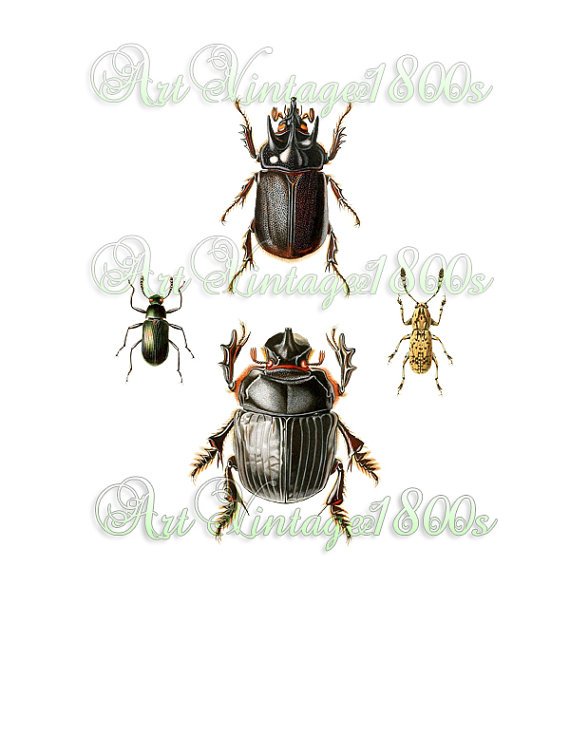 AWESOME INSECT-001 Beetles vintage print