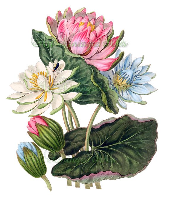 BEAUTIFUL FLOWER-010 Lotus vintage print