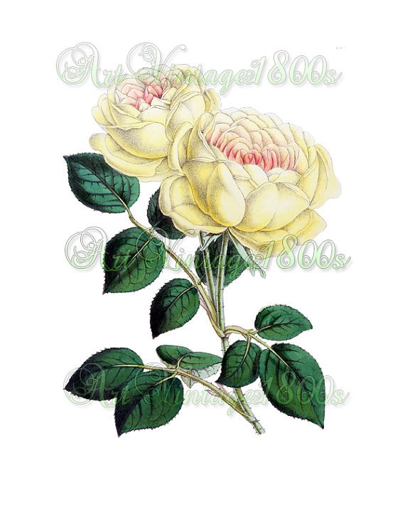 BEAUTIFUL FLOWER-008 Yellow Tea Rose vintage print