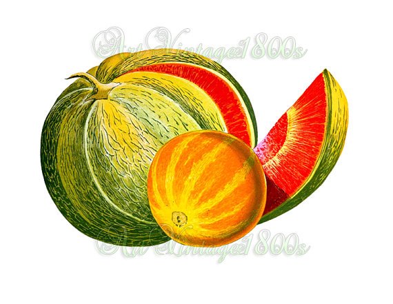 JUICY FRUIT-002 Melons vintage print