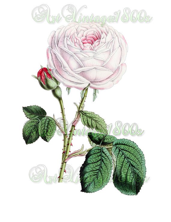 BEAUTIFUL FLOWER-011 Rose vintage print