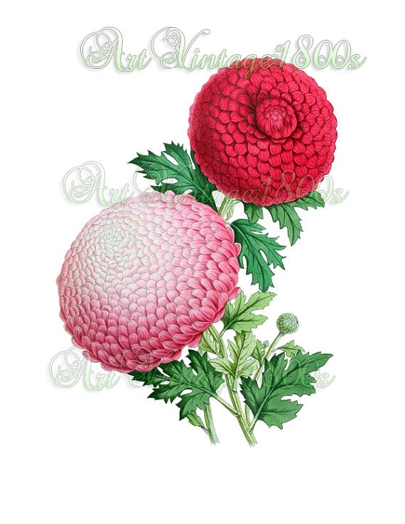 BEAUTIFUL FLOWER-003 Chrysanthemums vintage print