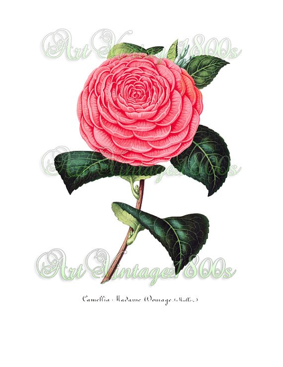 BEAUTIFUL FLOWER-001 Camellia vintage print