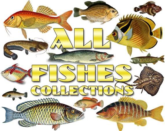 FISHES Collections 1-50 with 7500 vintage print
