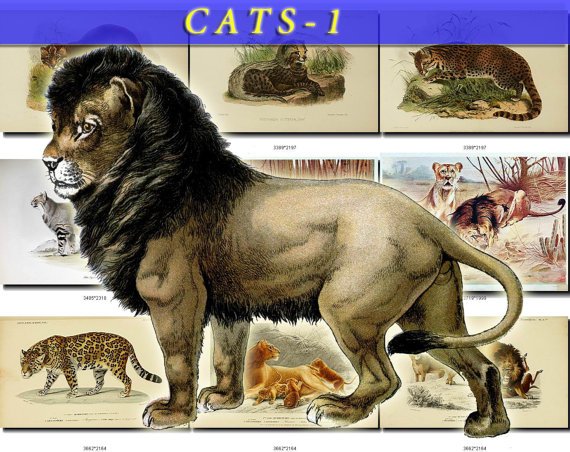 CATS-1 50 vintage print