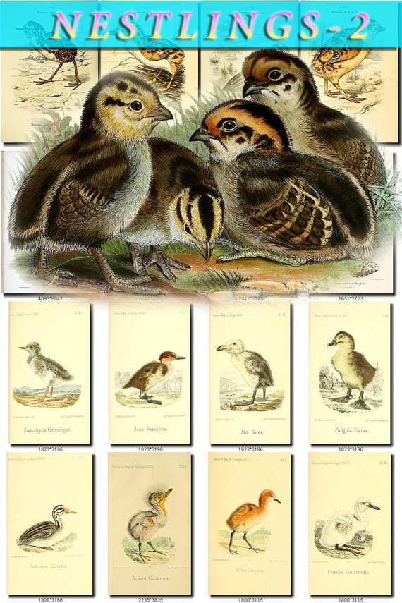 NESTLINGS-2 Birds 200 vintage print