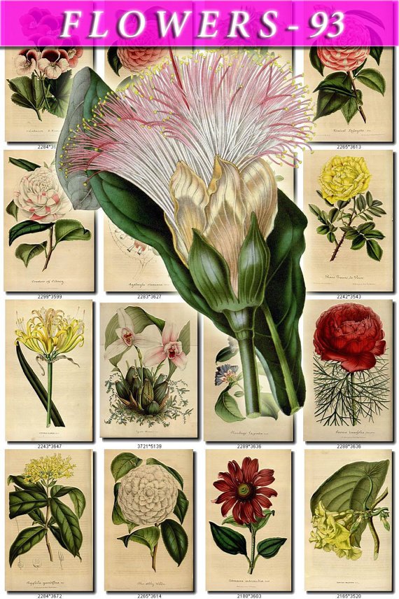 FLOWERS-93 243 vintage print
