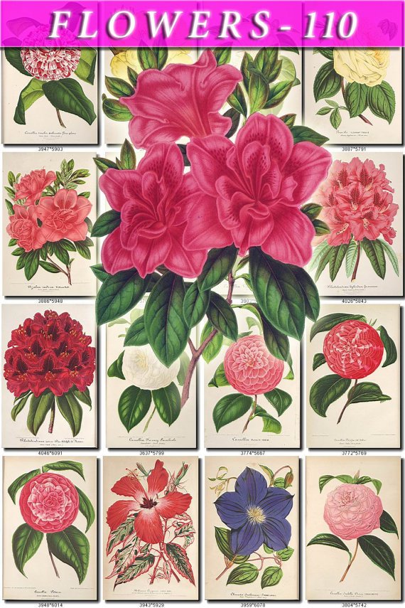 FLOWERS-110 231 vintage print