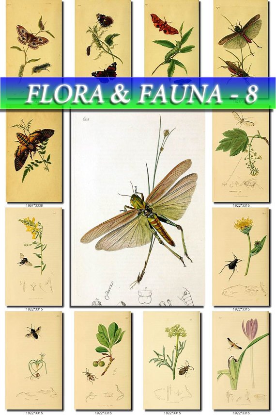 FLORA , FAUNA-8 215 vintage print