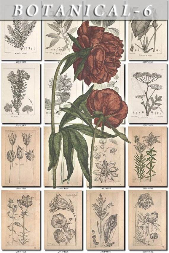 BOTANICAL-6-bw 200 black-, -white vintage print