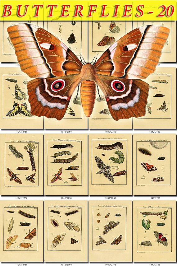 BUTTERFLIES-20 133 vintage print
