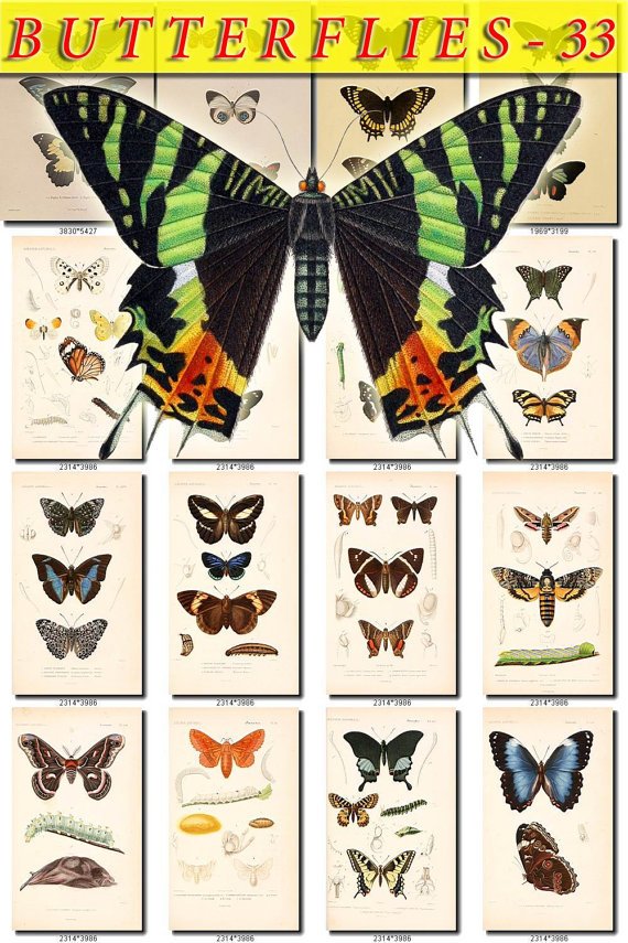 BUTTERFLIES-33 157 vintage print