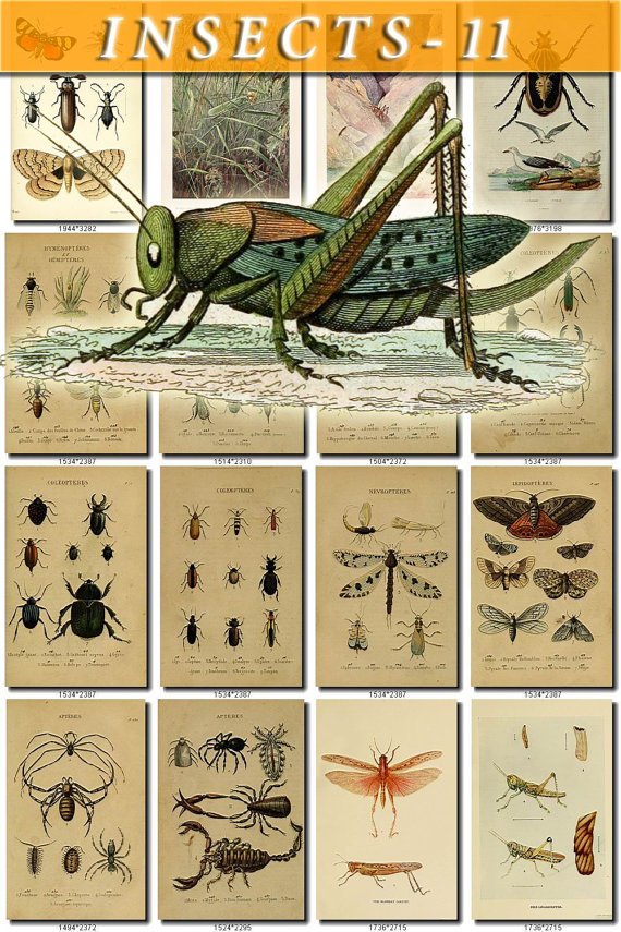 INSECTS-11 254 vintage print