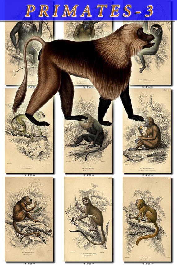 PRIMATES APES-3 52 vintage print