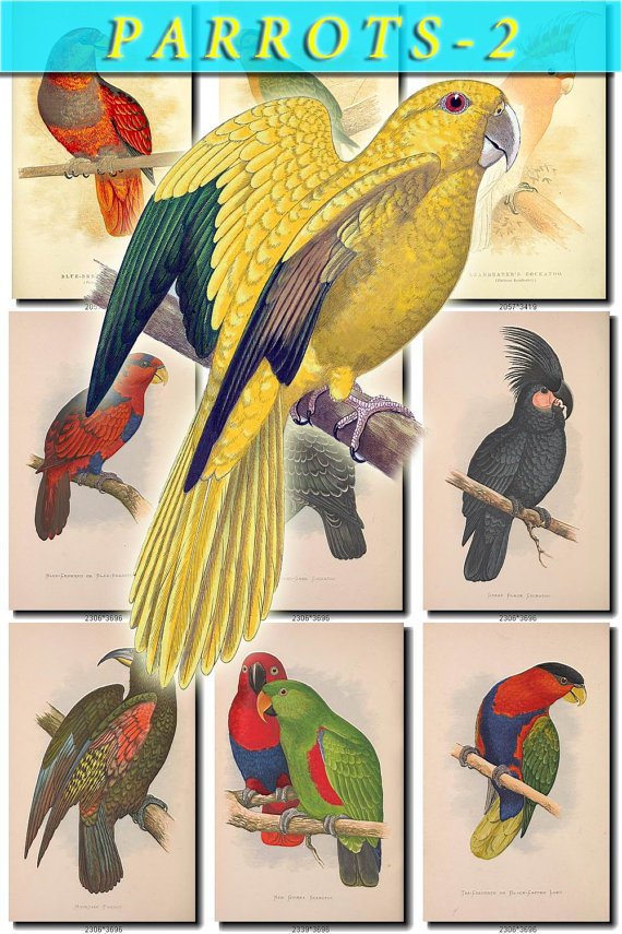PARROTS-2 65 vintage print