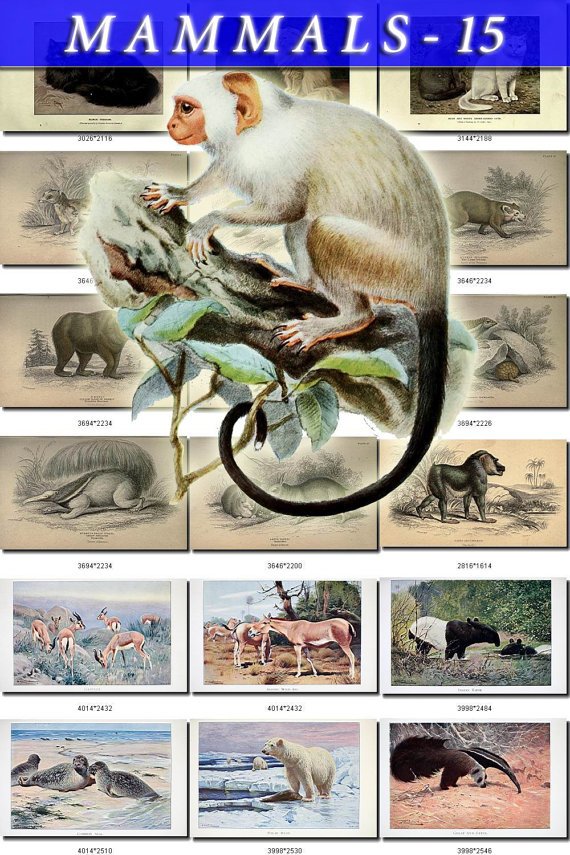 MAMMALS-15 179 vintage print