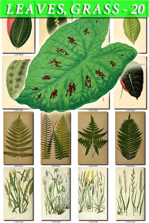 LEAVES GRASS-20 246 vintage print