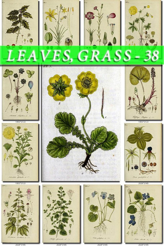 LEAVES GRASS-38 192 vintage print