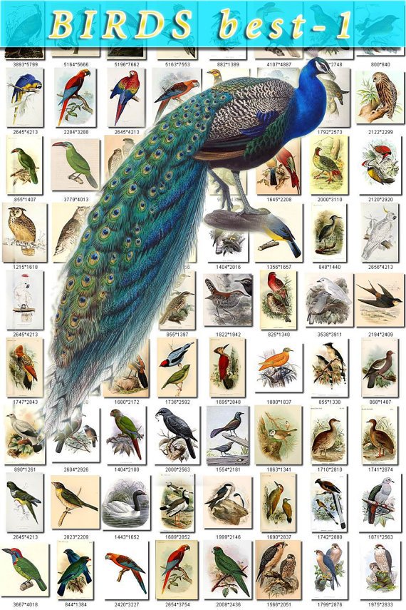 BIRDS BEST-1 365 most beautiful pictures vintage print