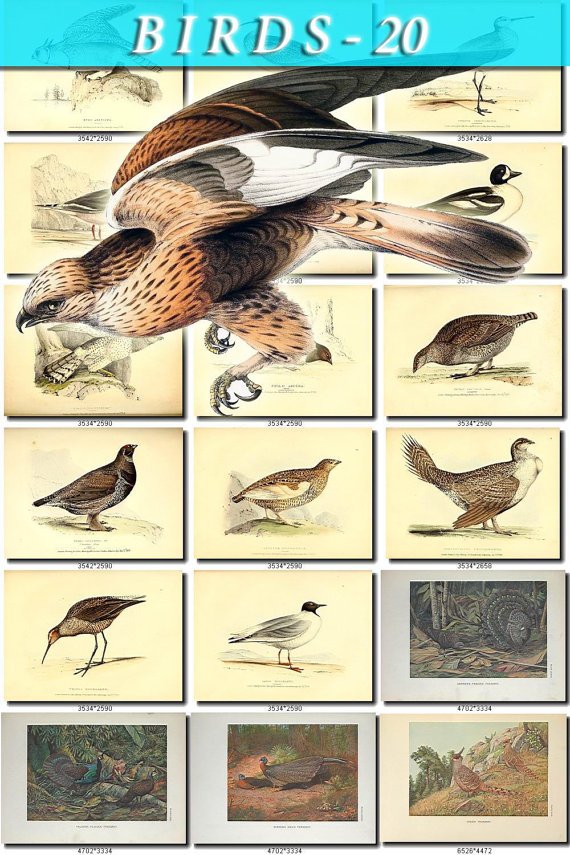 BIRDS-20 229 vintage print