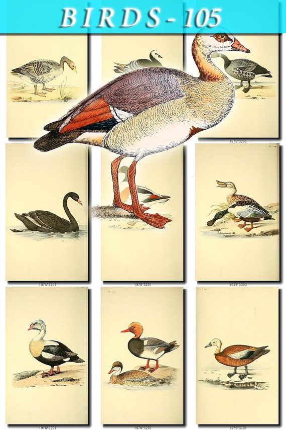 BIRDS-105 57 vintage print