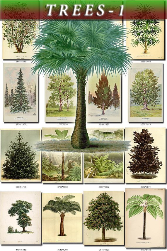 TREES-1 288 vintage print