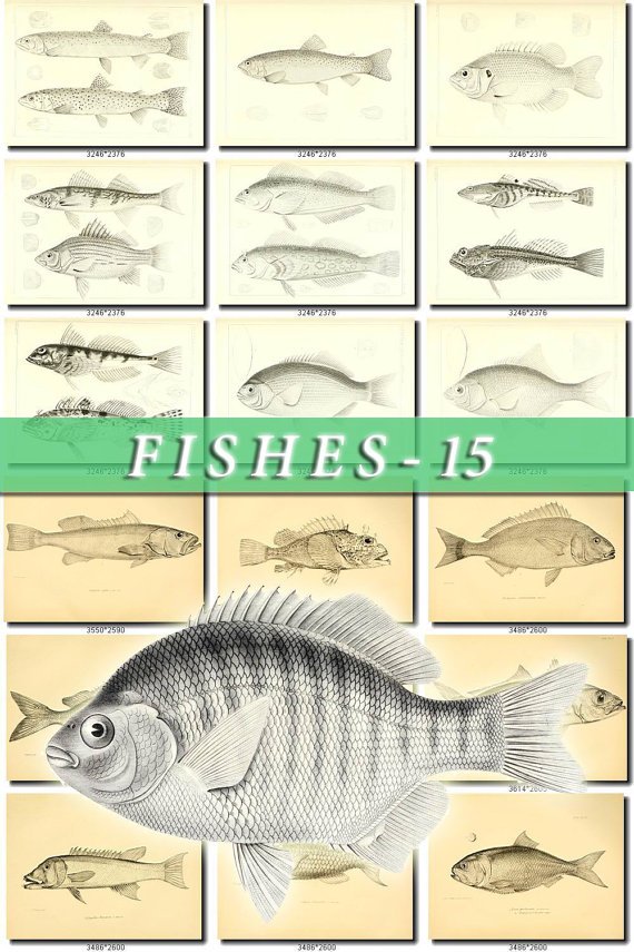 FISHES-15-bw 220 black-, -white vintage print
