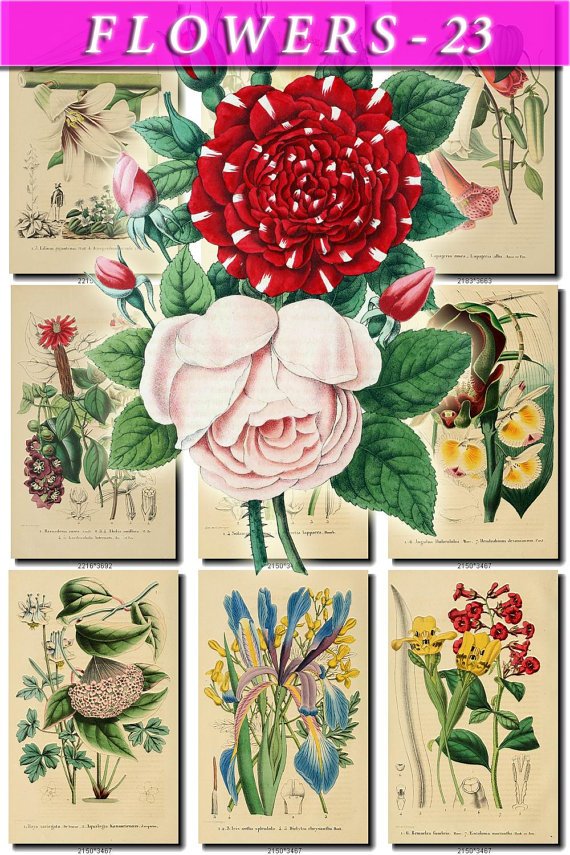 FLOWERS-23 79 vintage print