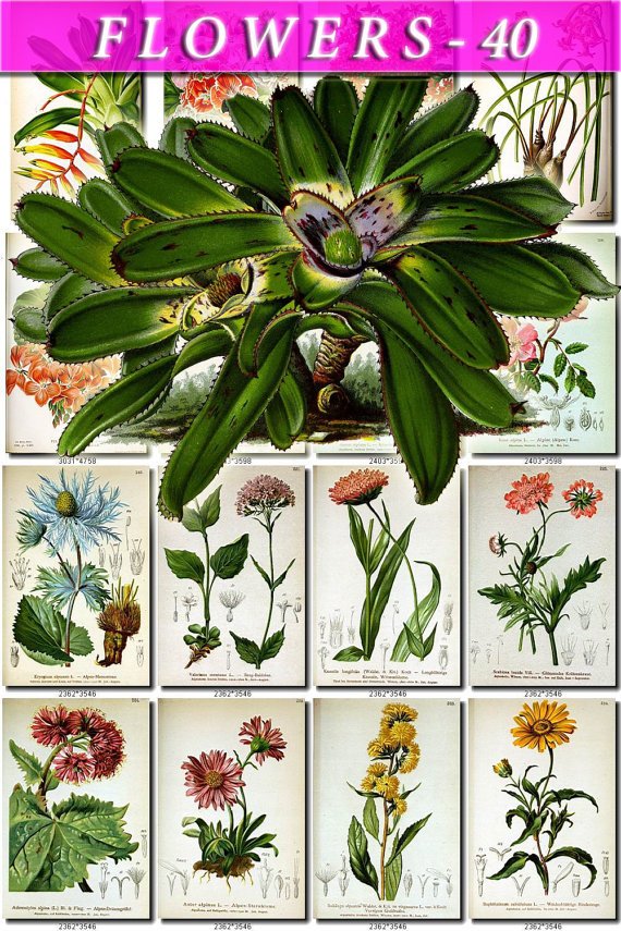 FLOWERS-40 62 vintage print