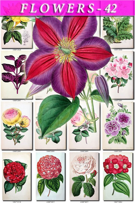 FLOWERS-42 64 vintage print