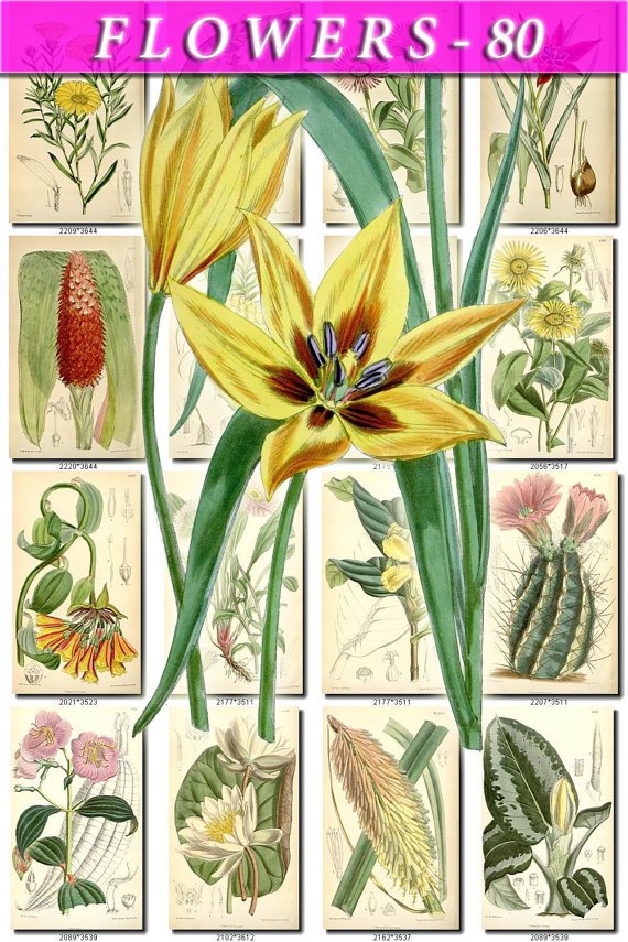 FLOWERS-80 253 vintage print