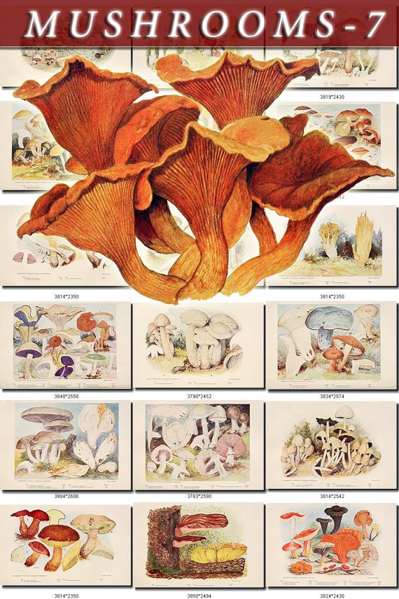 MUSHROOMS-7 183 vintage print